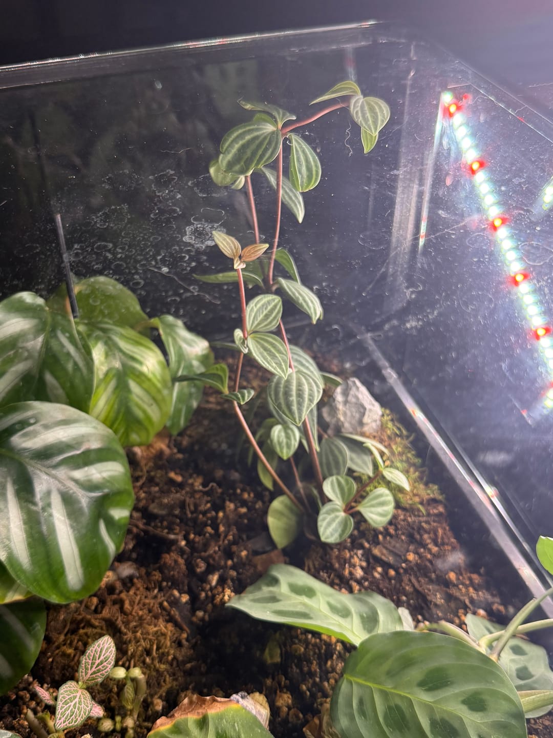 Customer photo review of Peperomia tetragona "Parallel"