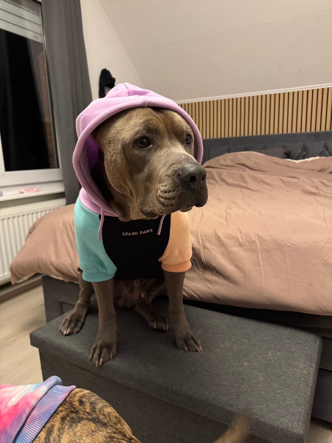 Customer photo review of Color Block Dog Hoodies