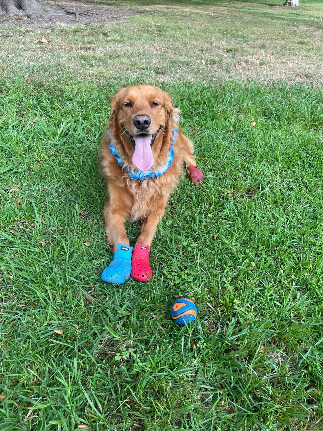 Customer photo review of WagWellie® Mojave Single