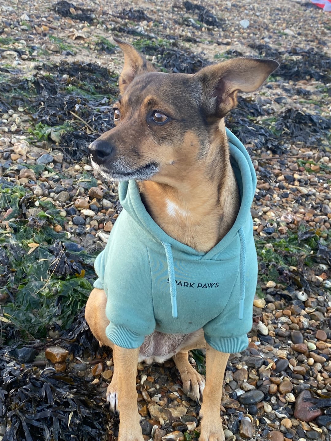 Customer photo review of Essential Dog Hoodie - Teal