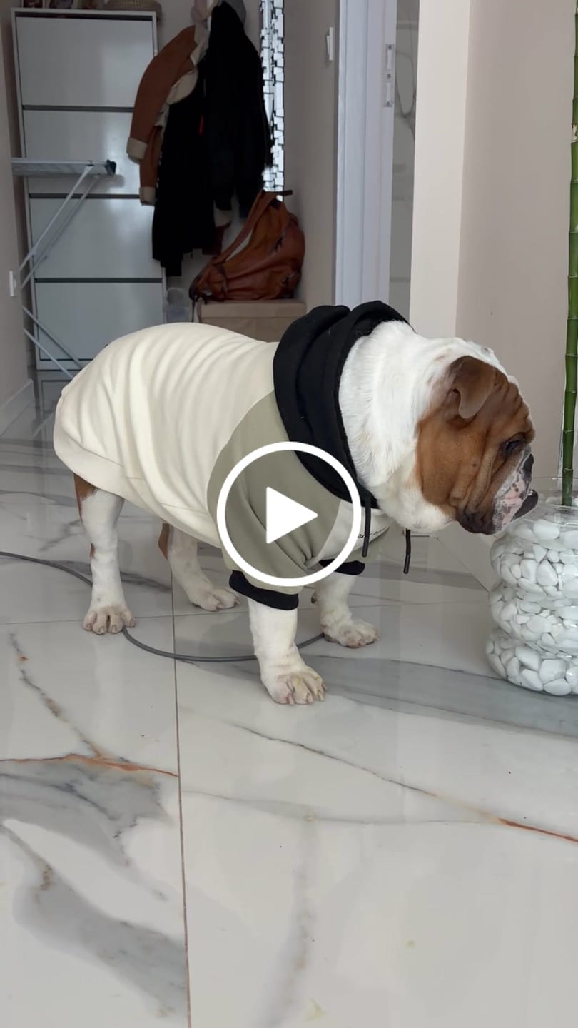 Customer video review of Color Block Dog Hoodies