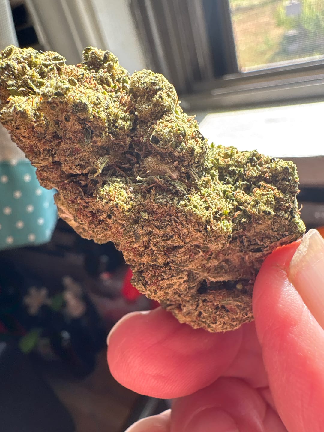Customer photo review of Gorilla Glue THCA Flower