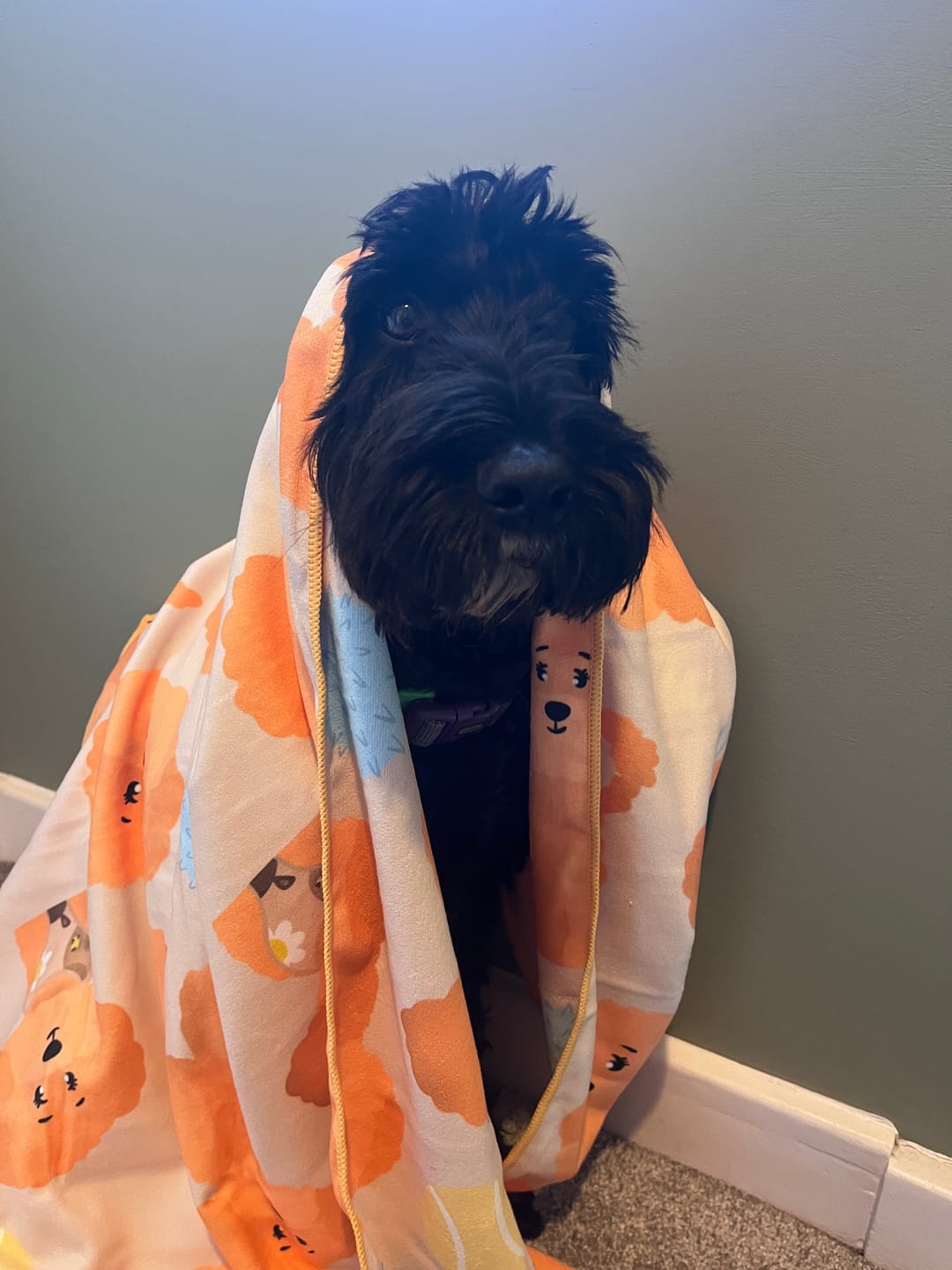 Customer photo review of Quick Drying Towel - Curly Club