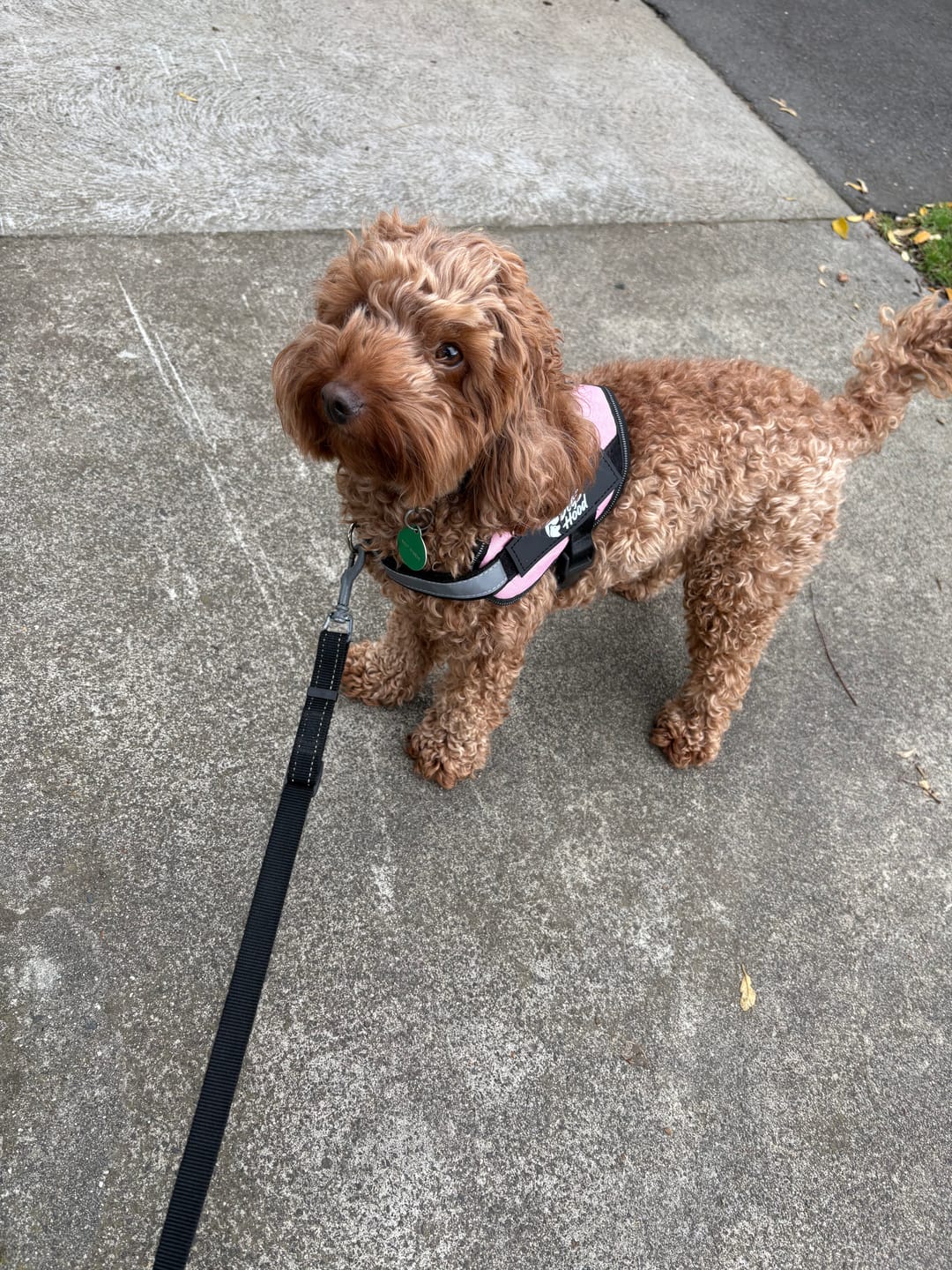 Customer photo review of Dogshood ™ No Pull Harness