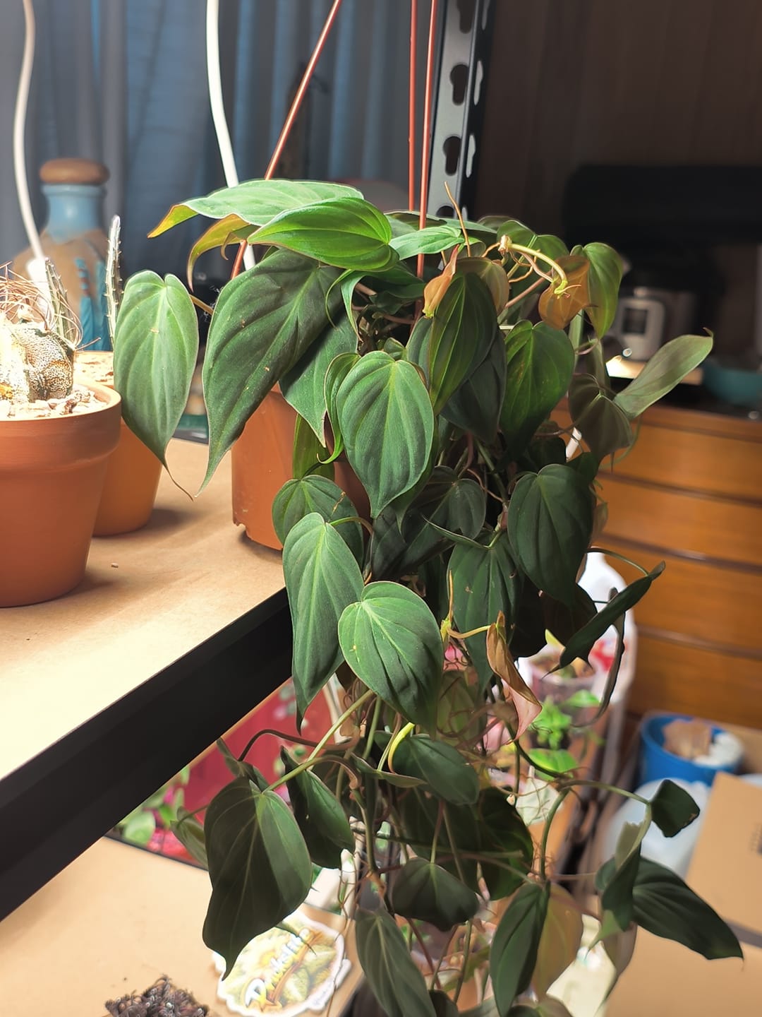 Customer photo review of Philodendron hederaceum 'Micans'