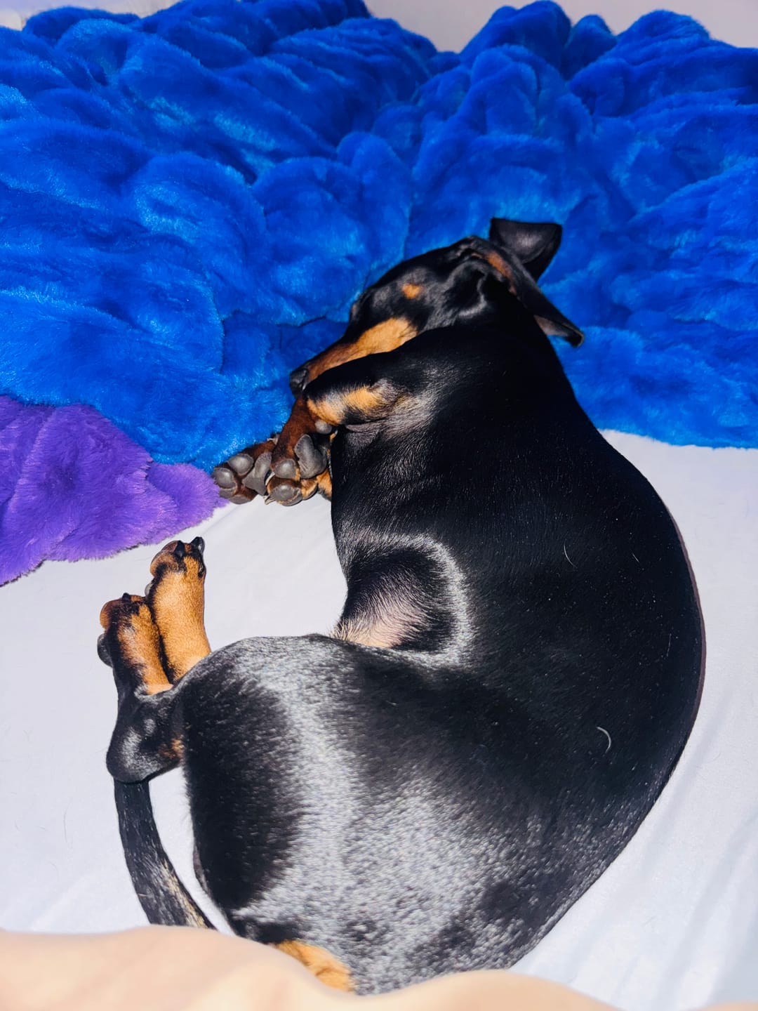 Customer photo review of Hugs Light Electric Blue Blanket