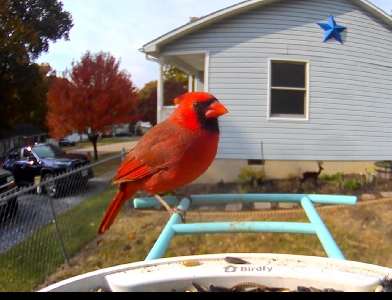 Customer photo review of Birdfy Feeder - Limited Gift Set | Smart Bird Feeder with Solar Panel