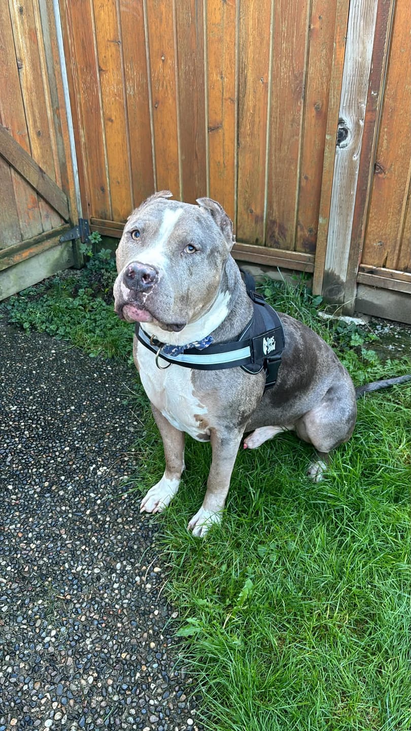 Customer photo review of Dogshood ™ No Pull Harness