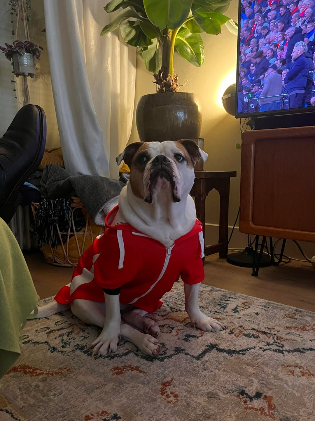Customer photo review of PSV Eindhoven Dog Hoodie