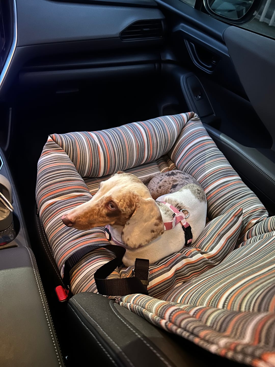 Customer photo review of Seggiolino Auto Waterproof Everyday Toscana | Made in Italy | Leo & Luna