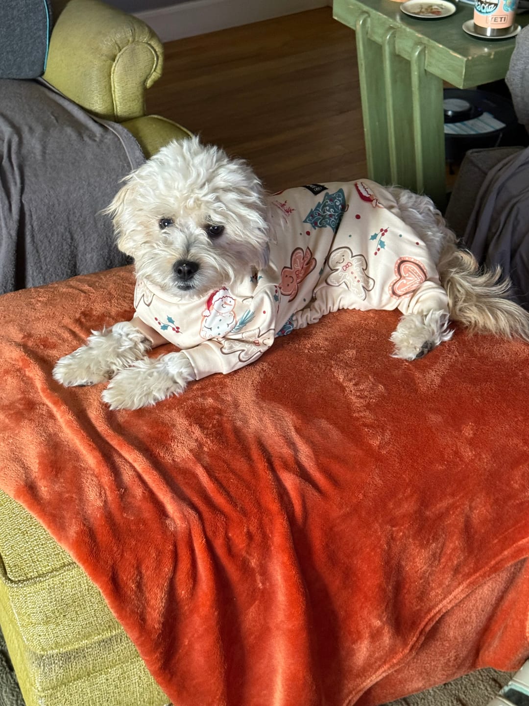 Customer photo review of Dog Christmas Pajama - Frosty Night