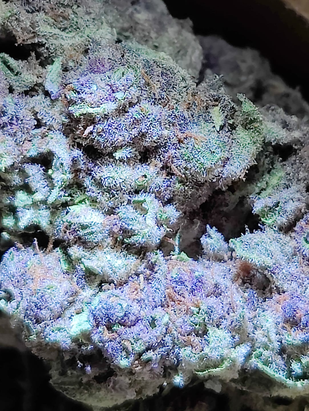 Customer photo review of Tropicana Cherry THCA Flower