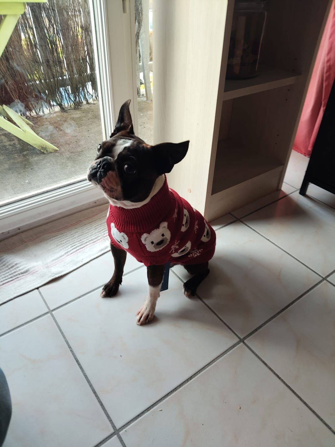 Customer photo review of Knit Dog Sweater Prints