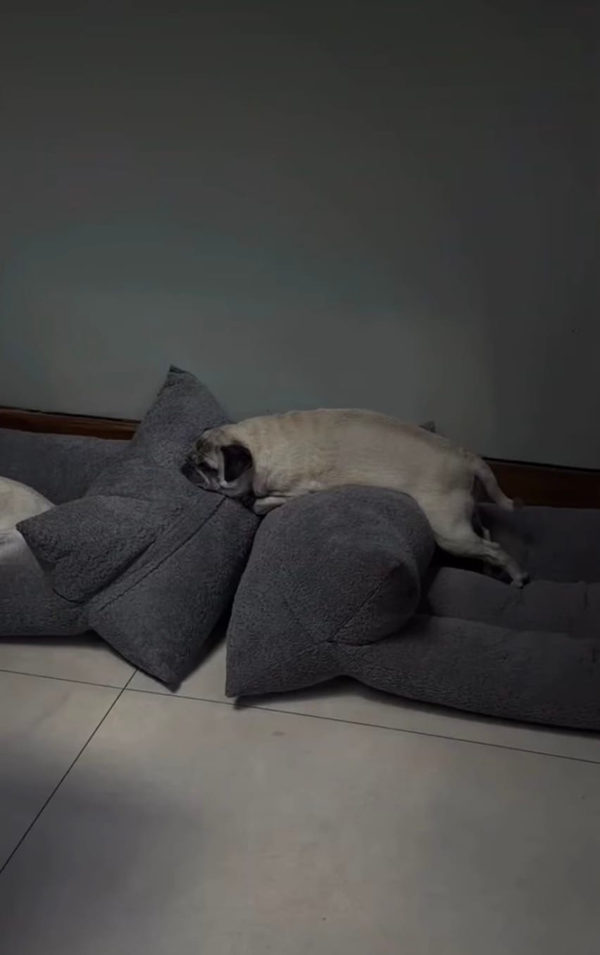 Customer photo review of Cama Yoko Gris