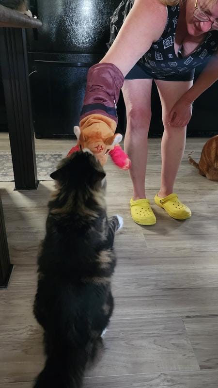 Customer photo review of Boxing Buddies Cat Toy
