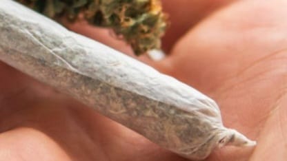 Customer photo review of Amnesia Haze Extra Strong 60% - CBD Blüten - Indoor - Unsere stärkste CBD Sorte