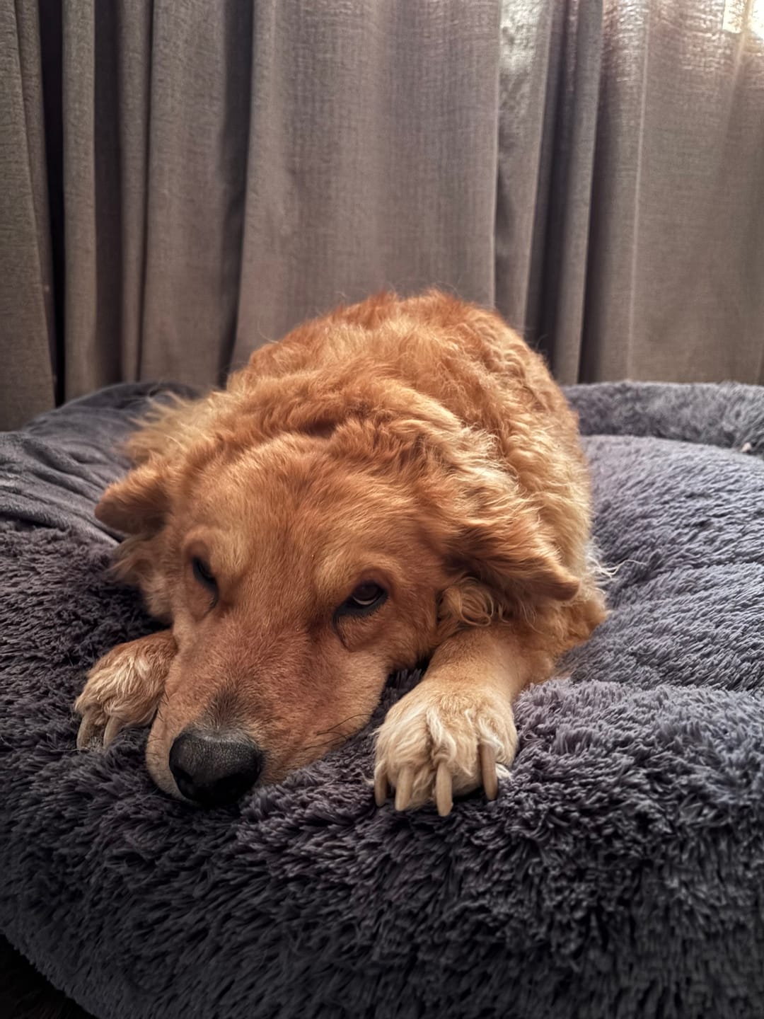 Customer photo review of Manta Relajante para Mascotas