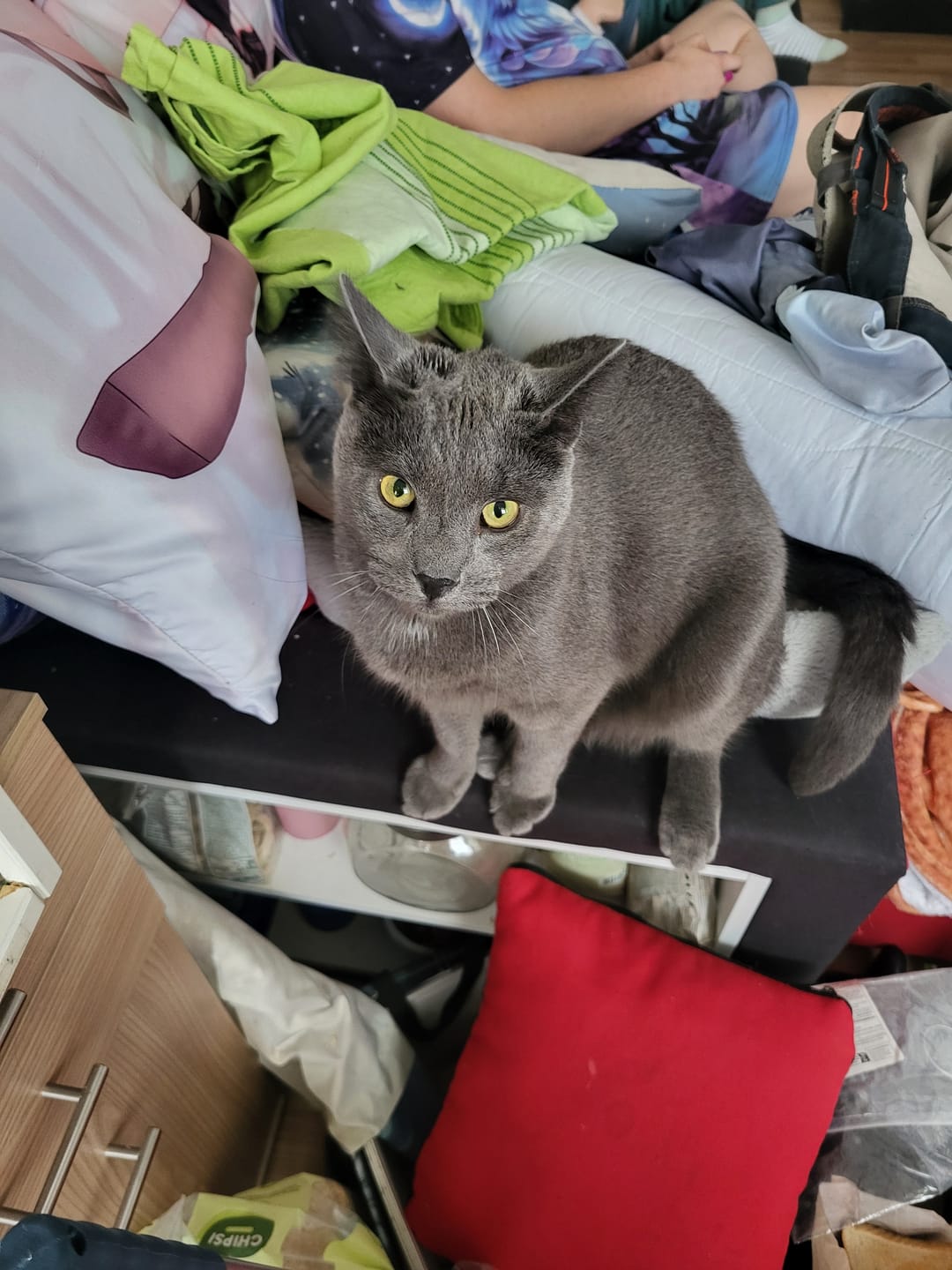 Customer photo review of Katzenklo Schaufel