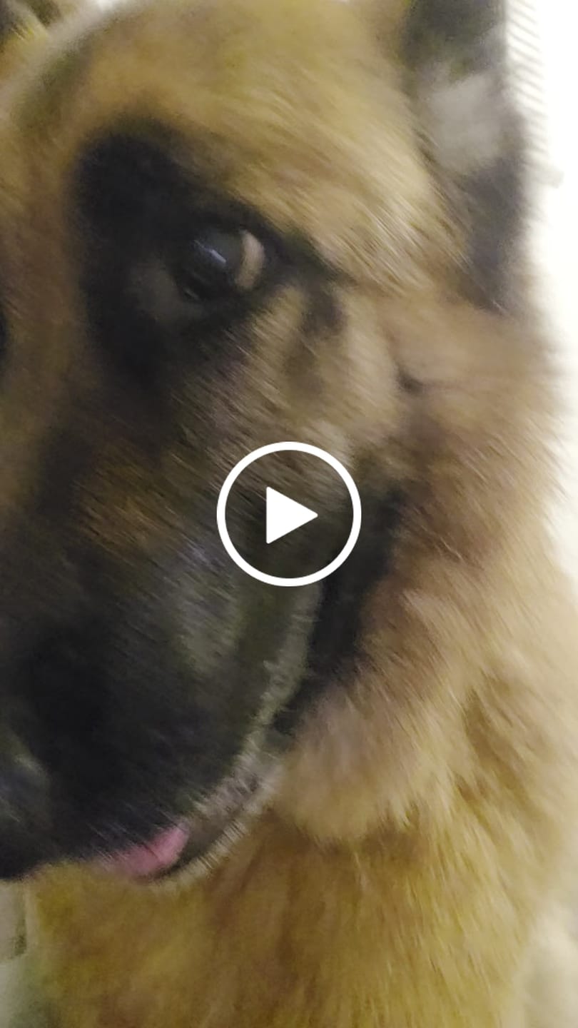 Customer video review of German Shepherd Football