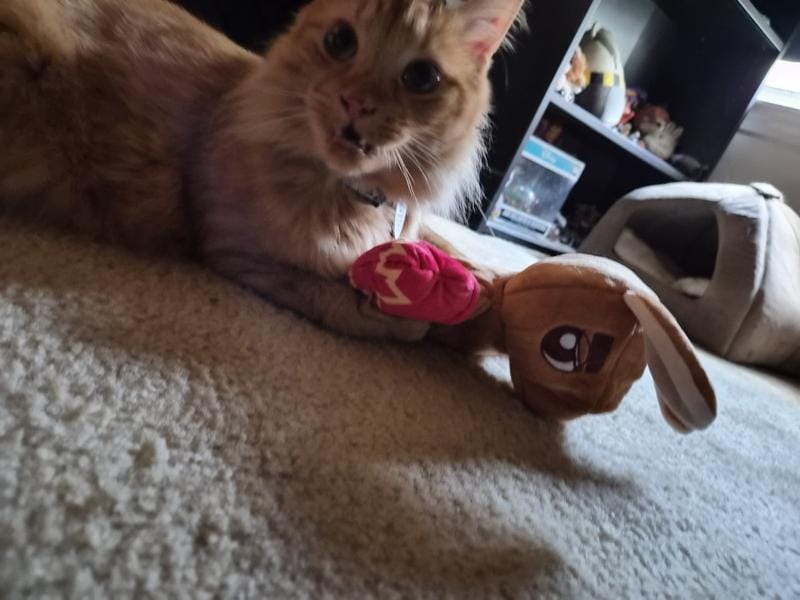 Customer photo review of Boxing Buddies Cat Toy