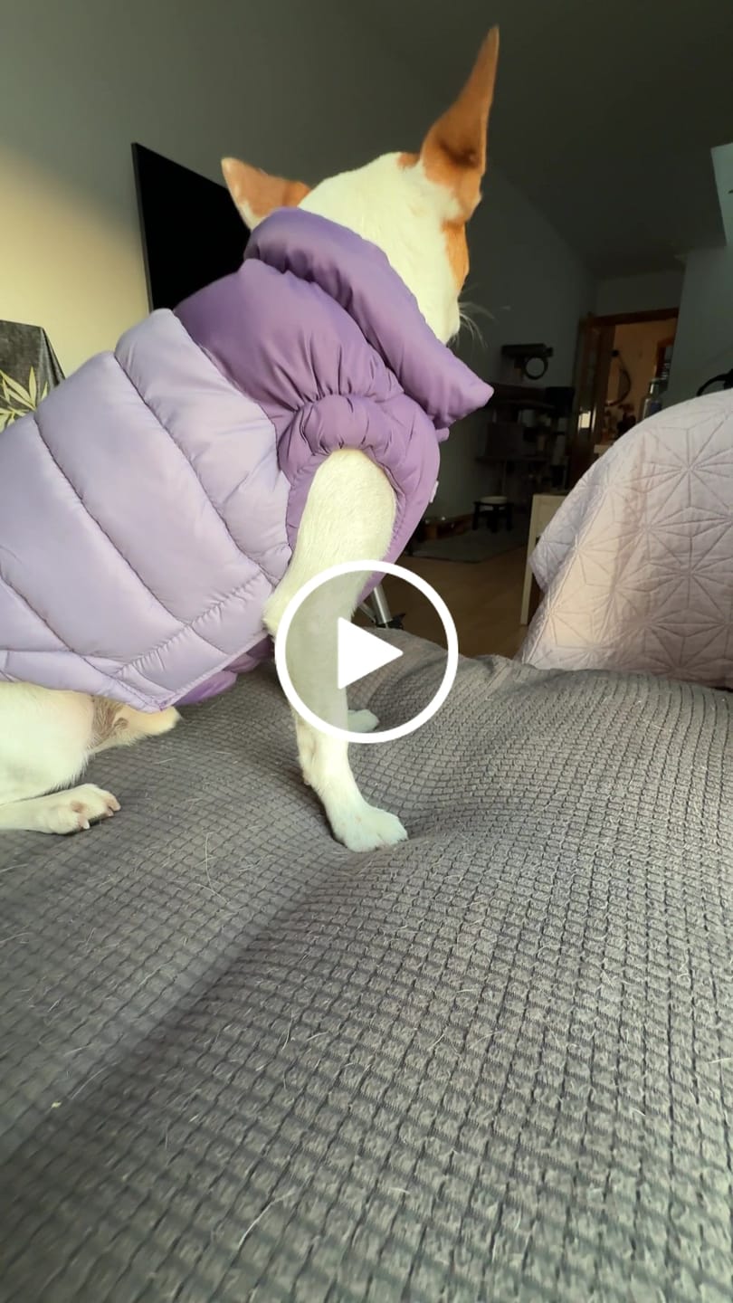 Customer video review of PuffShield Winter Jacket - Purple (2)