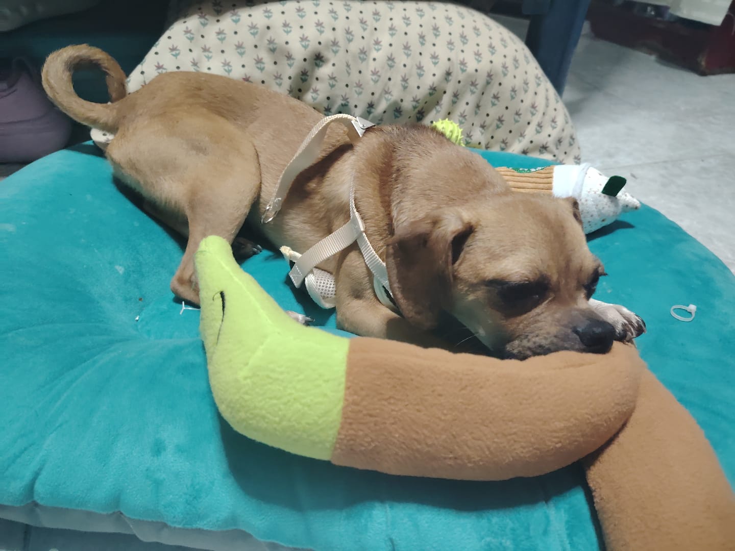 Customer photo review of CT9404 1 Pieza De Juguete De Peluche Dispensador De Caracol Para Mascota