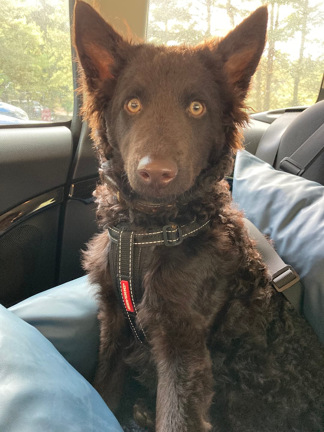 Customer photo review of Dog Dock V2 New & Improved ISO Fix