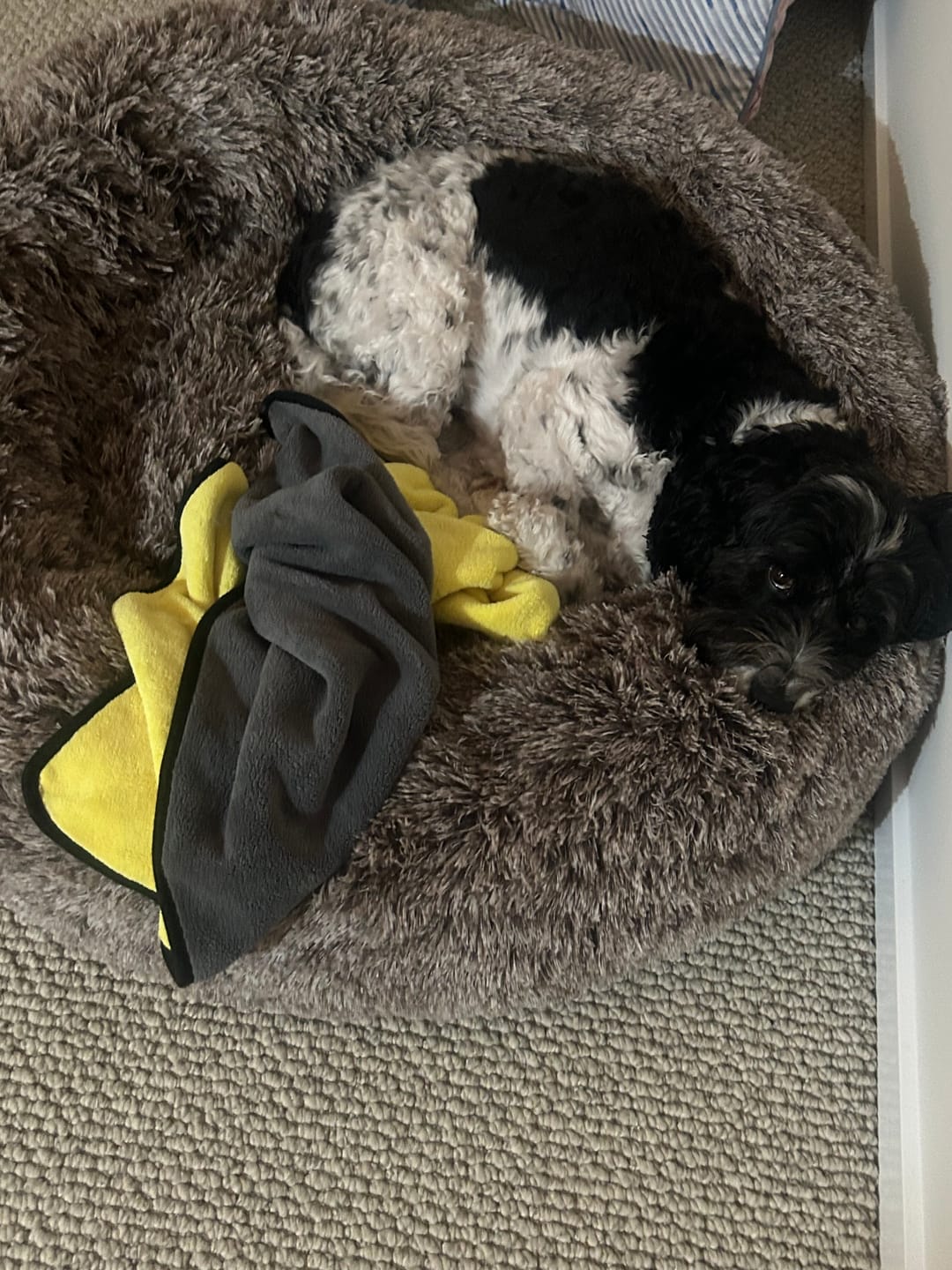Customer photo review of Calming Pet Bed with Removable Cover