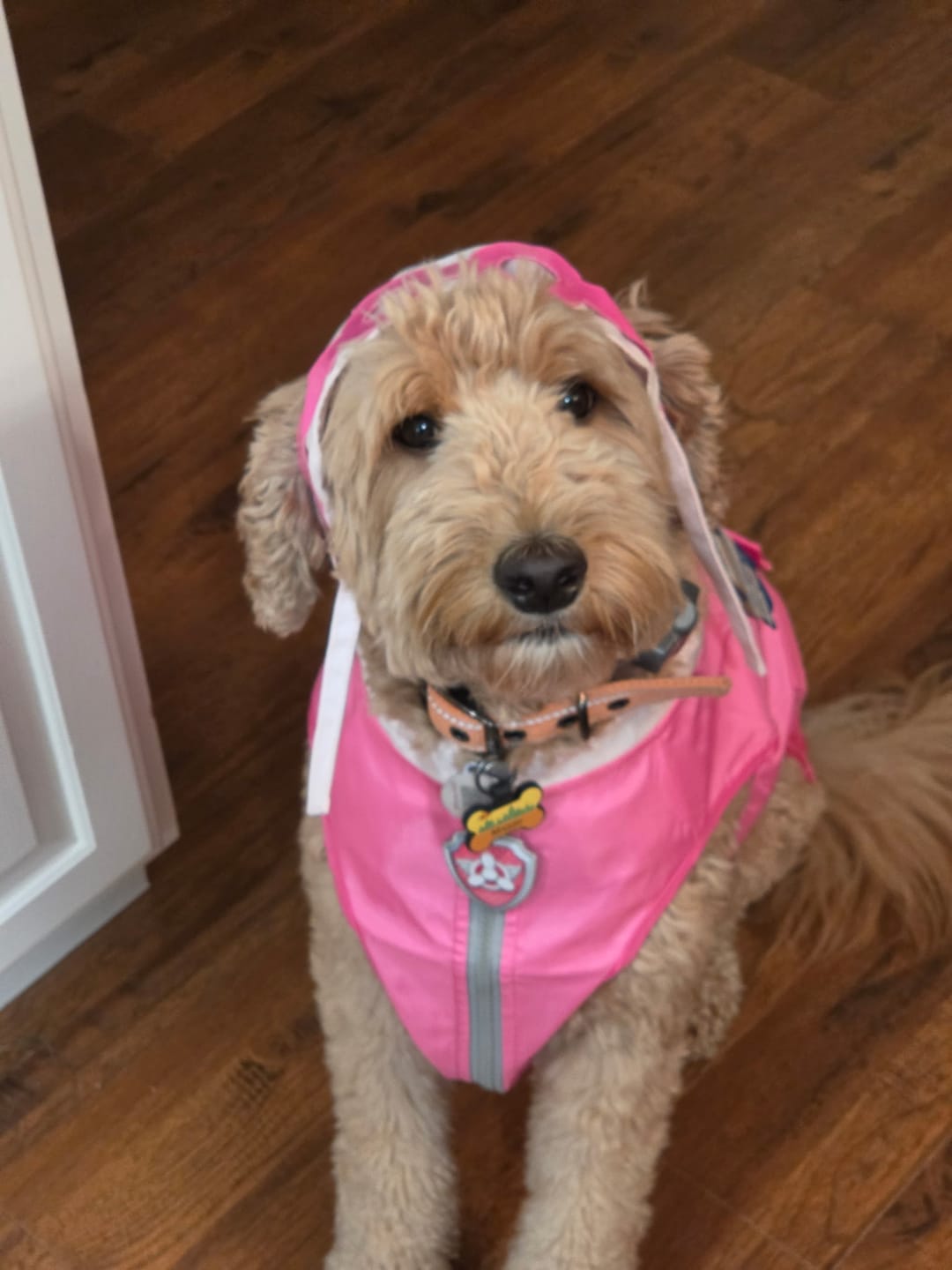 Customer photo review of Dog Costume (Skye)