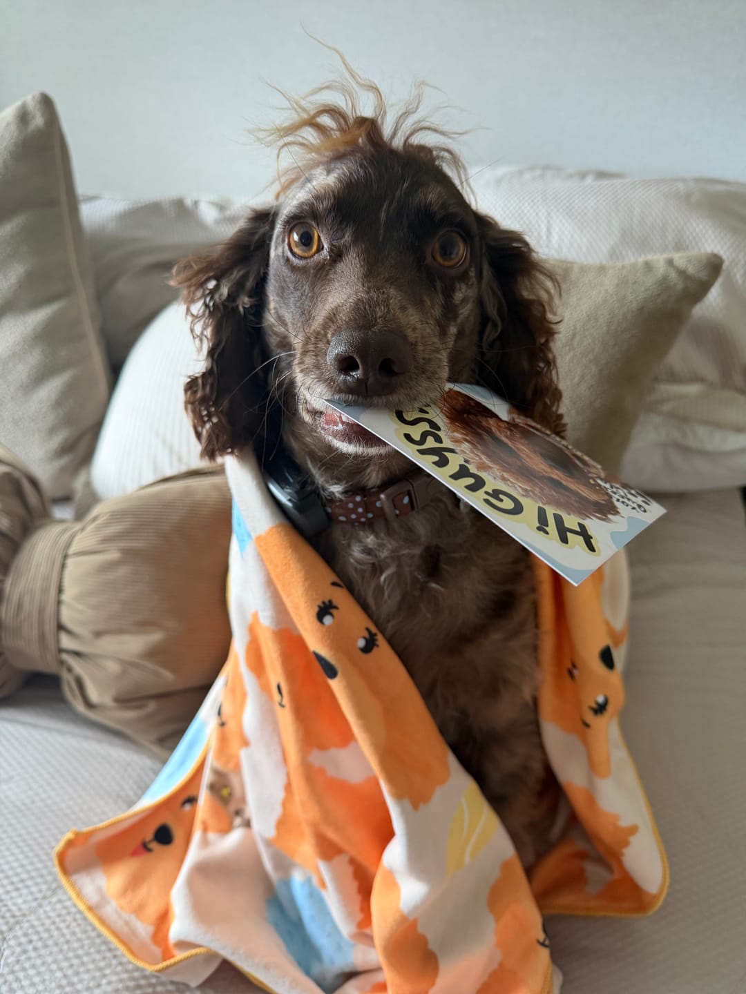 Customer photo review of Quick Drying Towel - Curly Club