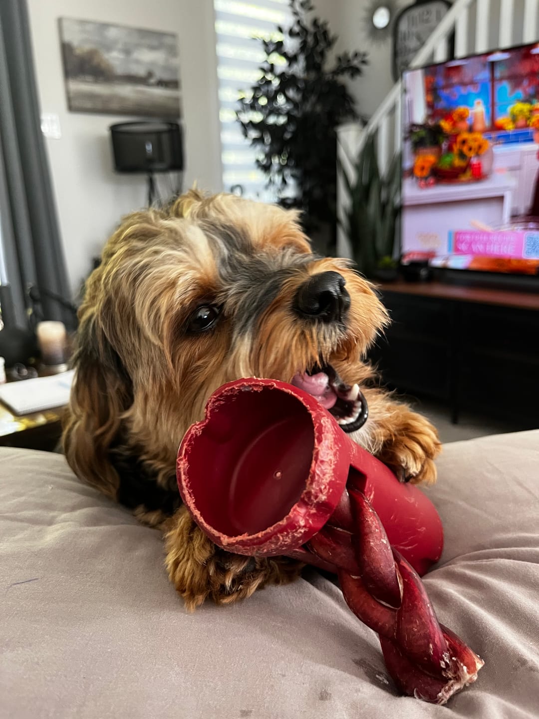 Customer photo review of 6 Inch Thick Braided Bully Stick