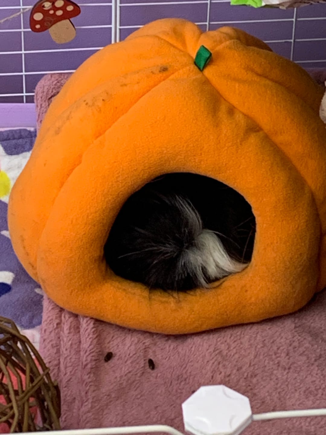 Customer photo review of Fleece Bed | Pawmkin Spice Floofs