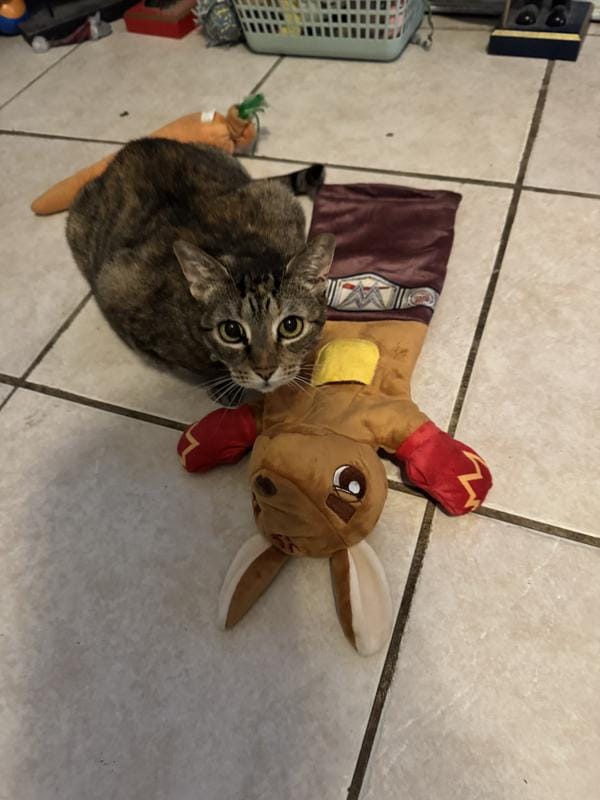 Customer photo review of Boxing Buddies Cat Toy