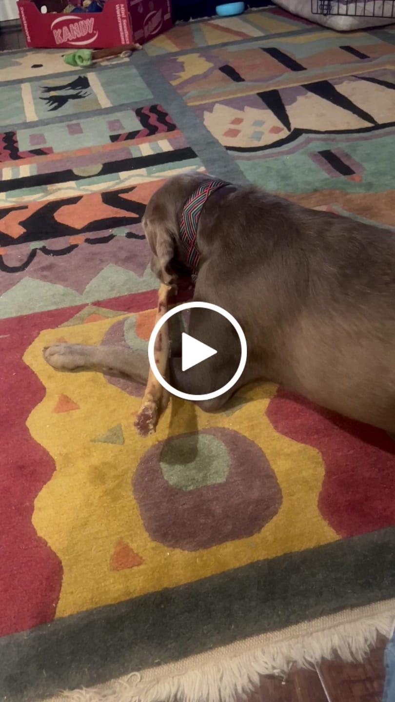 Customer video review of Ostrich Long Bone (19" x 3.5"): The Ultimate Challenge for Medium, Large & Extra-Large Dogs