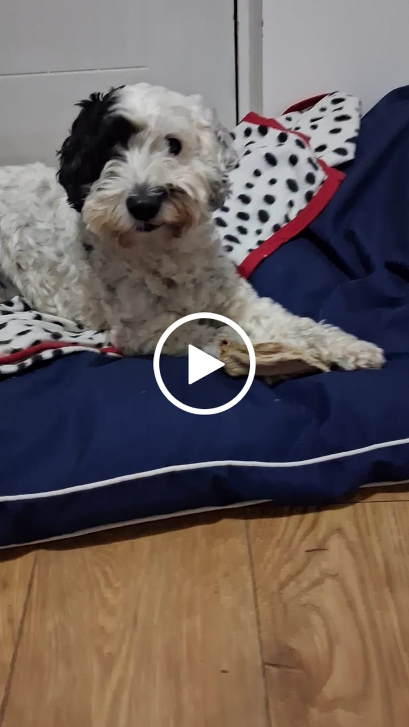 Customer video review of Hairy Beef Ears (1kg)