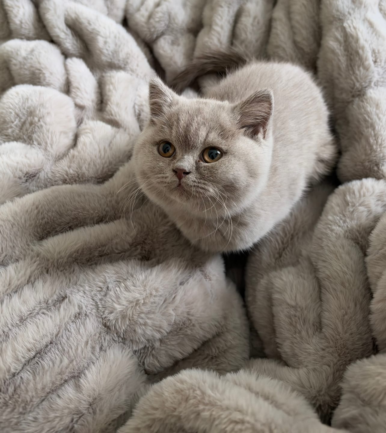 Customer photo review of Hugs Tranquil Dove Blanket
