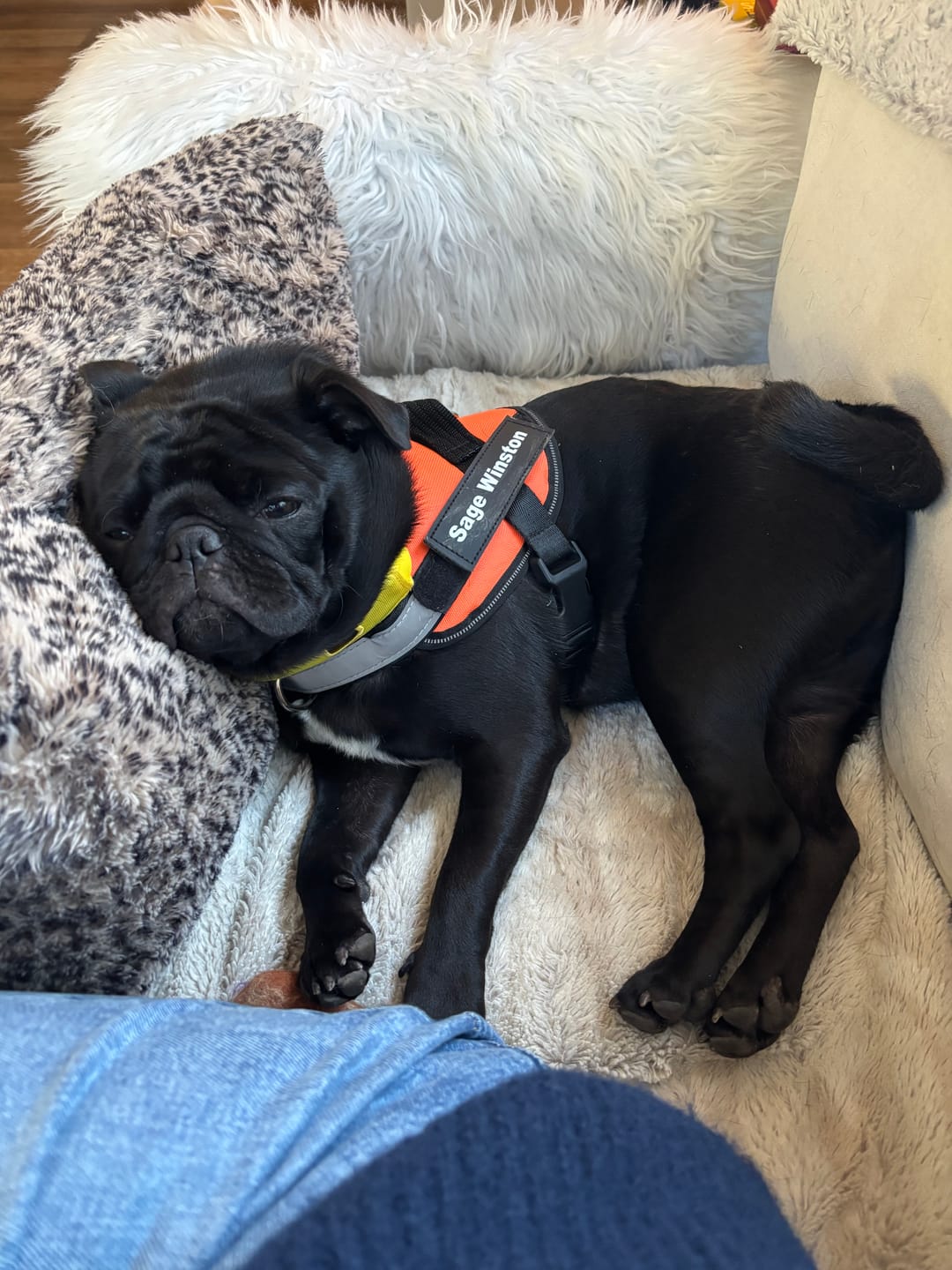 Customer photo review of Dogshood ™ No Pull Harness