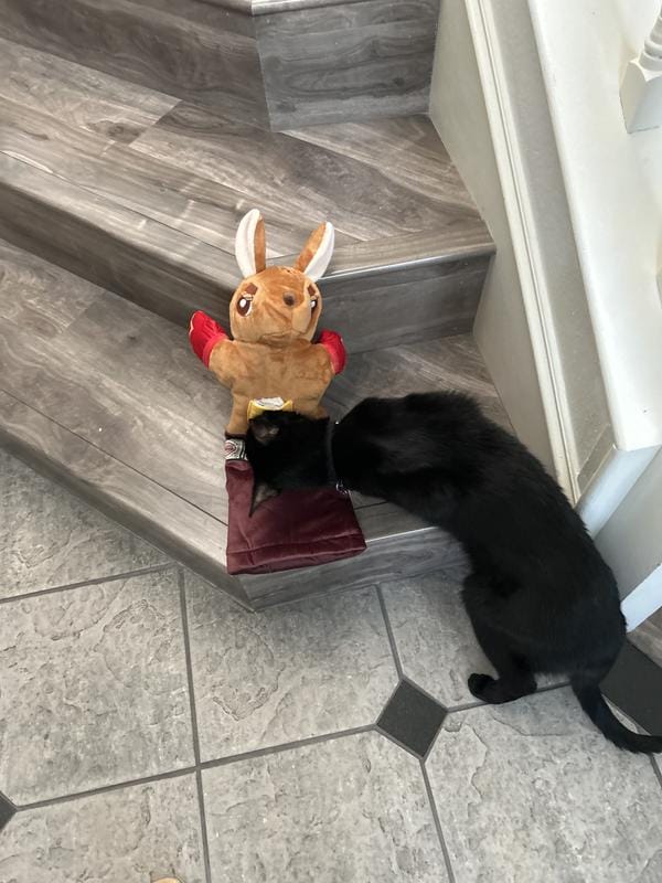 Customer photo review of Boxing Buddies Cat Toy