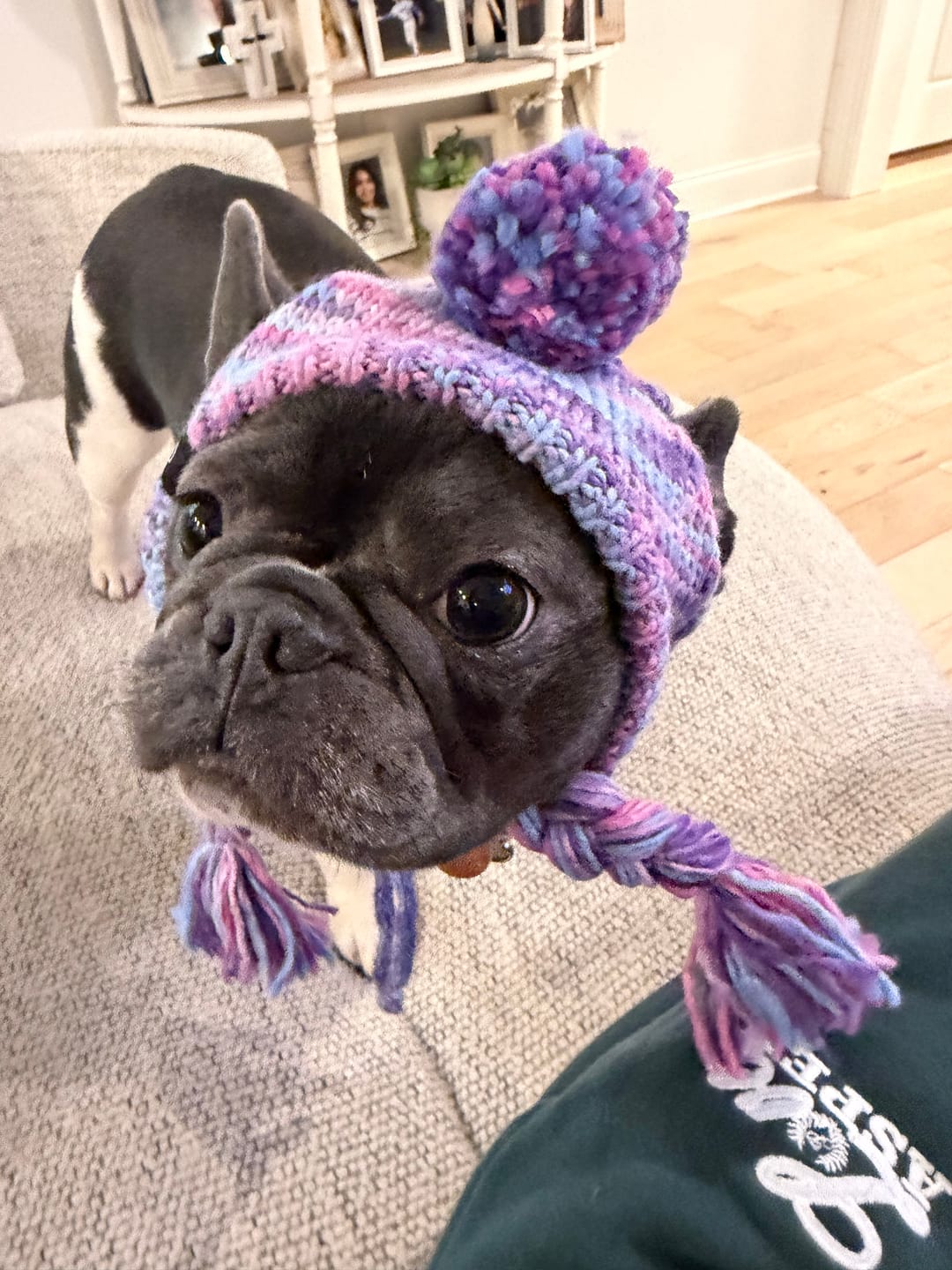 Customer photo review of Knit Pom Pom Dog Beanie Hats
