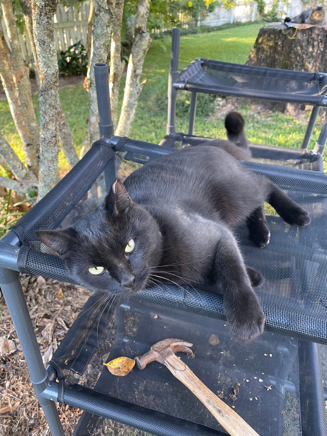 Customer photo review of Cat Tower Mats
