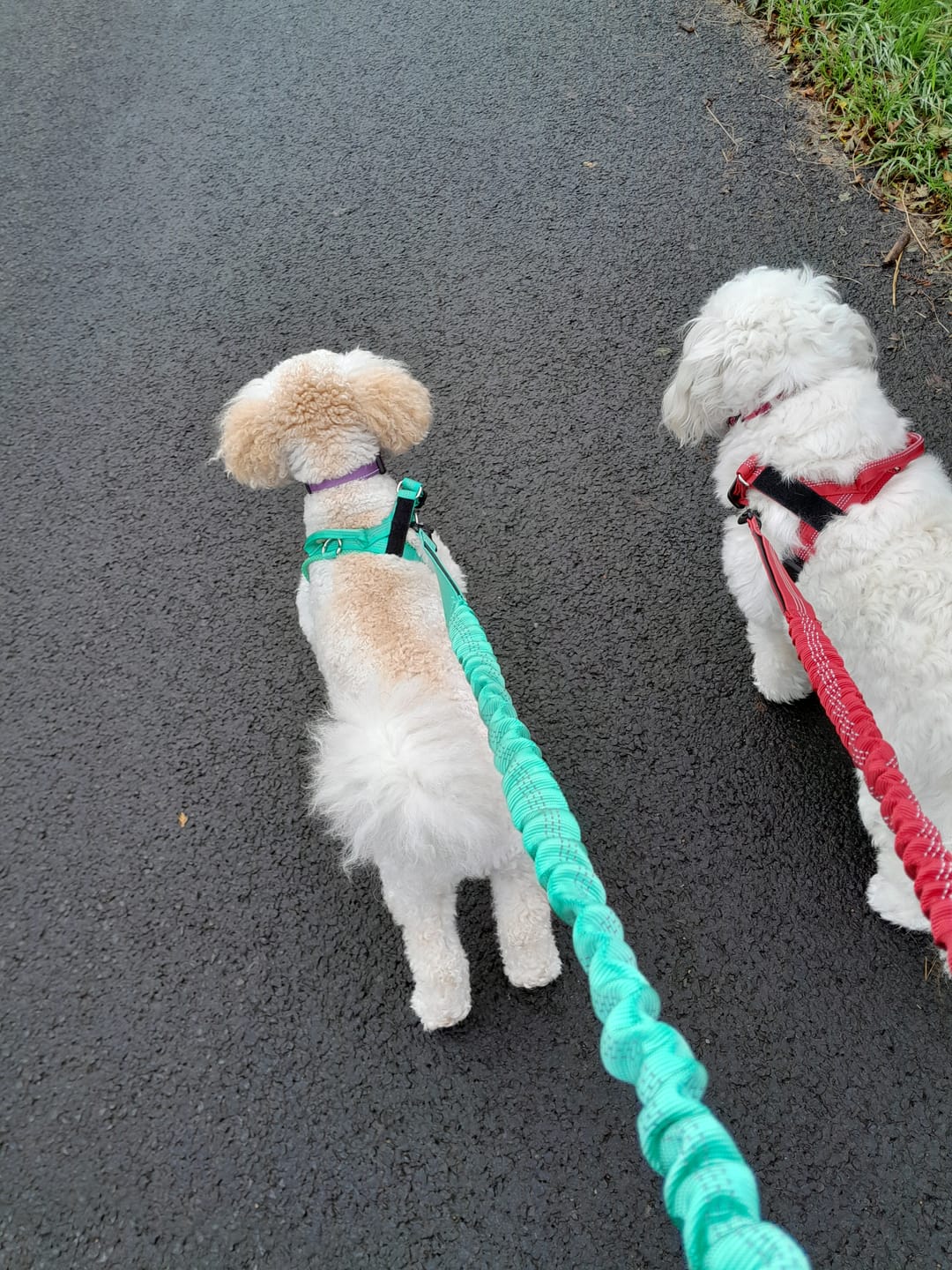 Customer photo review of 🎁 FREE ParoPet Bungee Lead