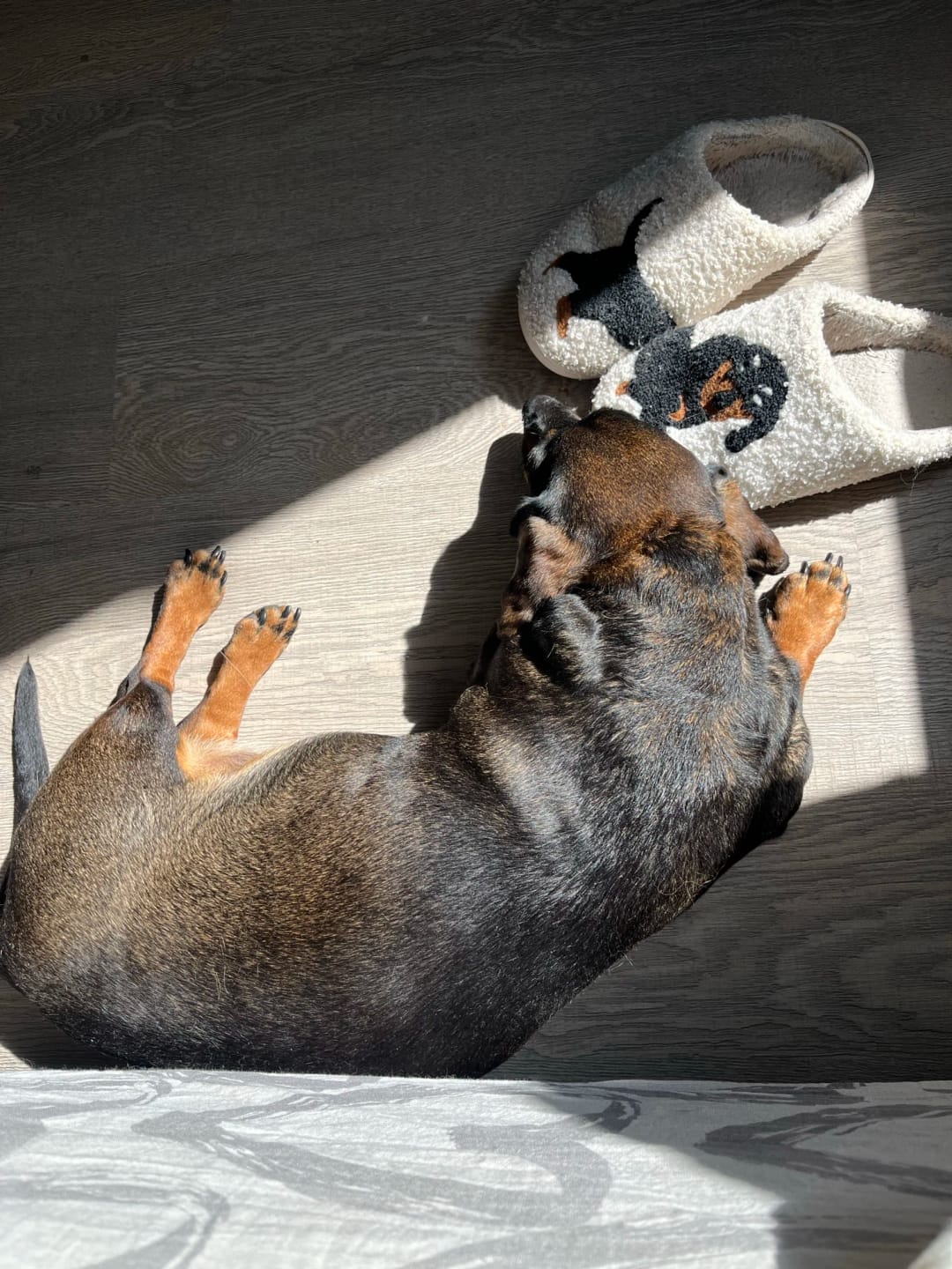 Customer photo review of Women's Dachshund Plush House Slippers, Warm Indoor Slides
