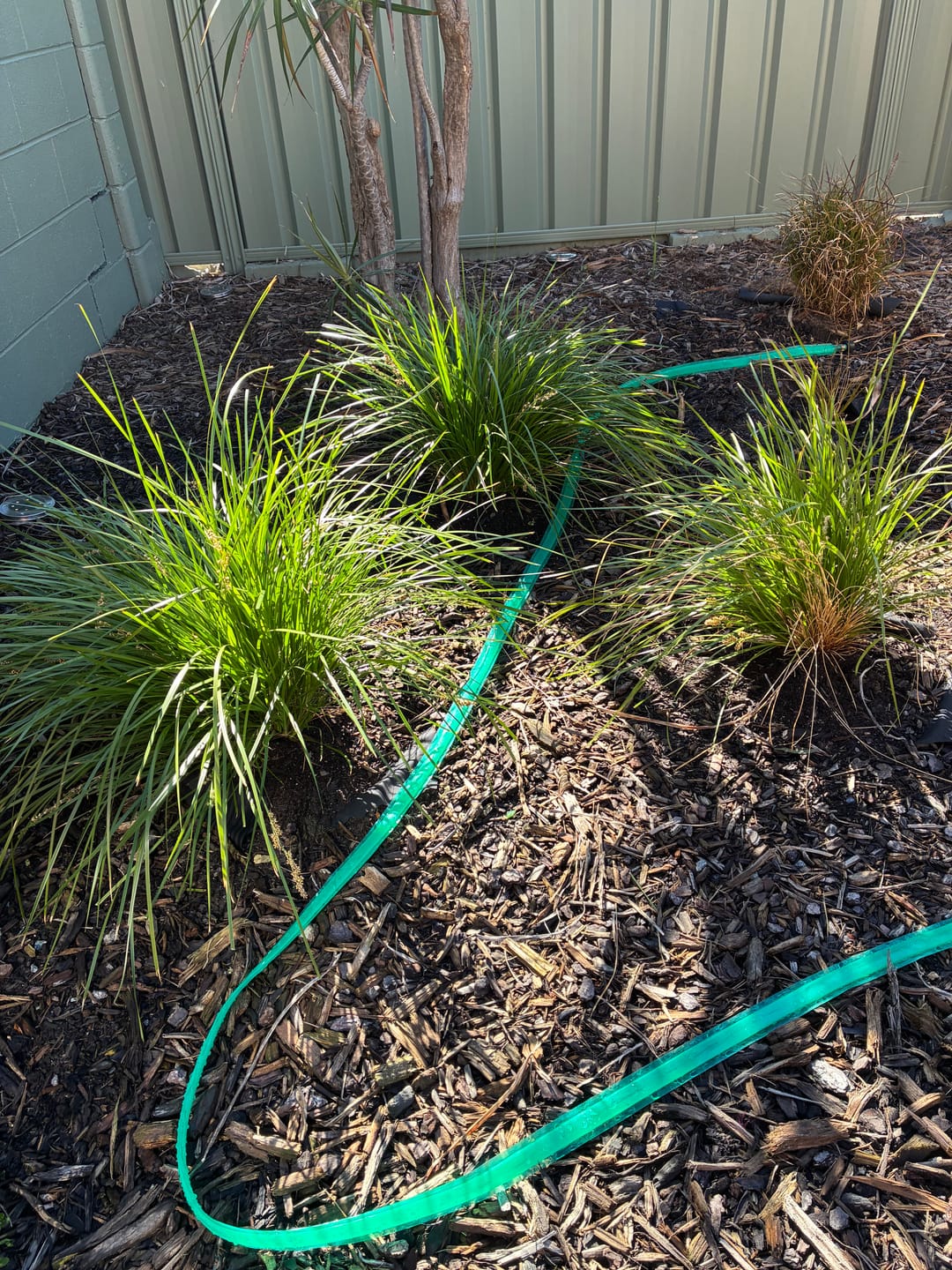 Customer photo review of Lime Tuff Lomandra - Lomandra 'Lime Tuff'