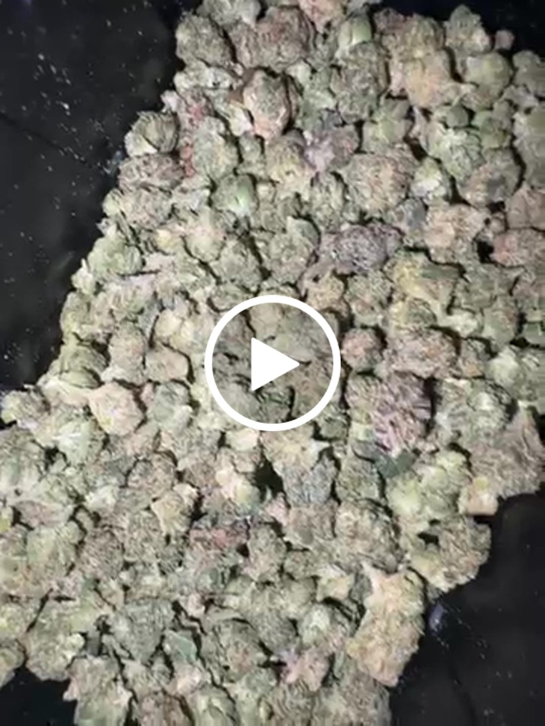 Customer video review of 1 Oz Cheap THCA Small Buds