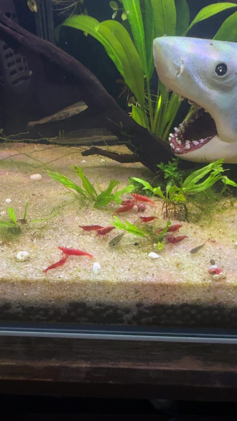 Customer photo review of Fire Red Cherry Shrimp (Bright Red Neocaridina)