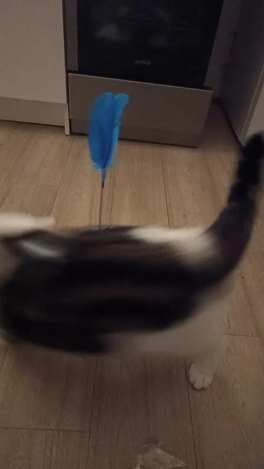 Customer photo review of Three Tier Cat Ball Track Toy with Feather Teaser