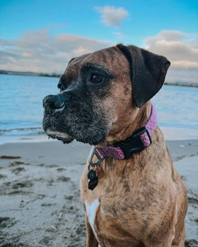 Customer photo review of Hip & Joint Chew