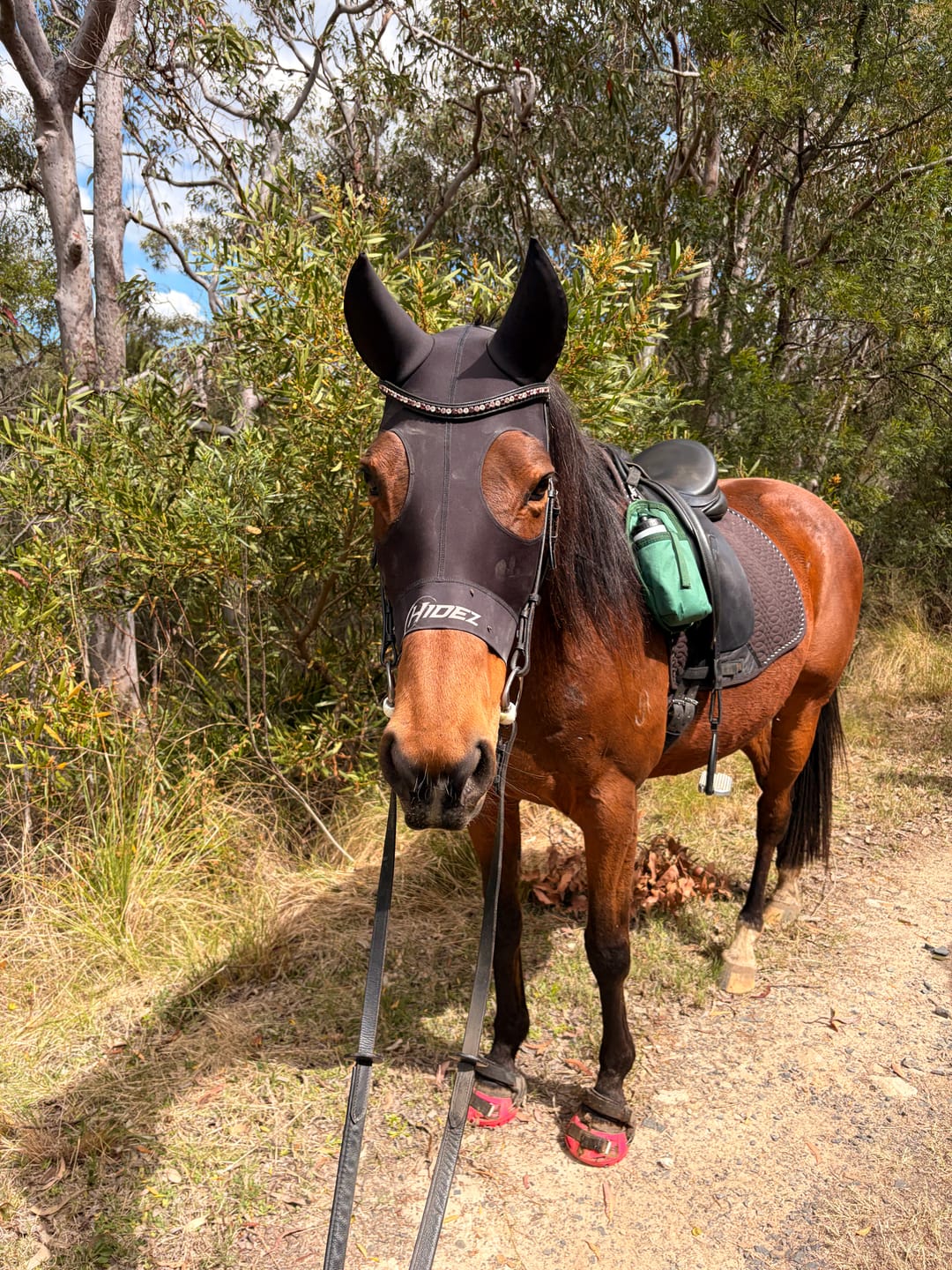 Customer photo review of Renegade® Viper Vivid™ Hoof Boot - Pink Passion