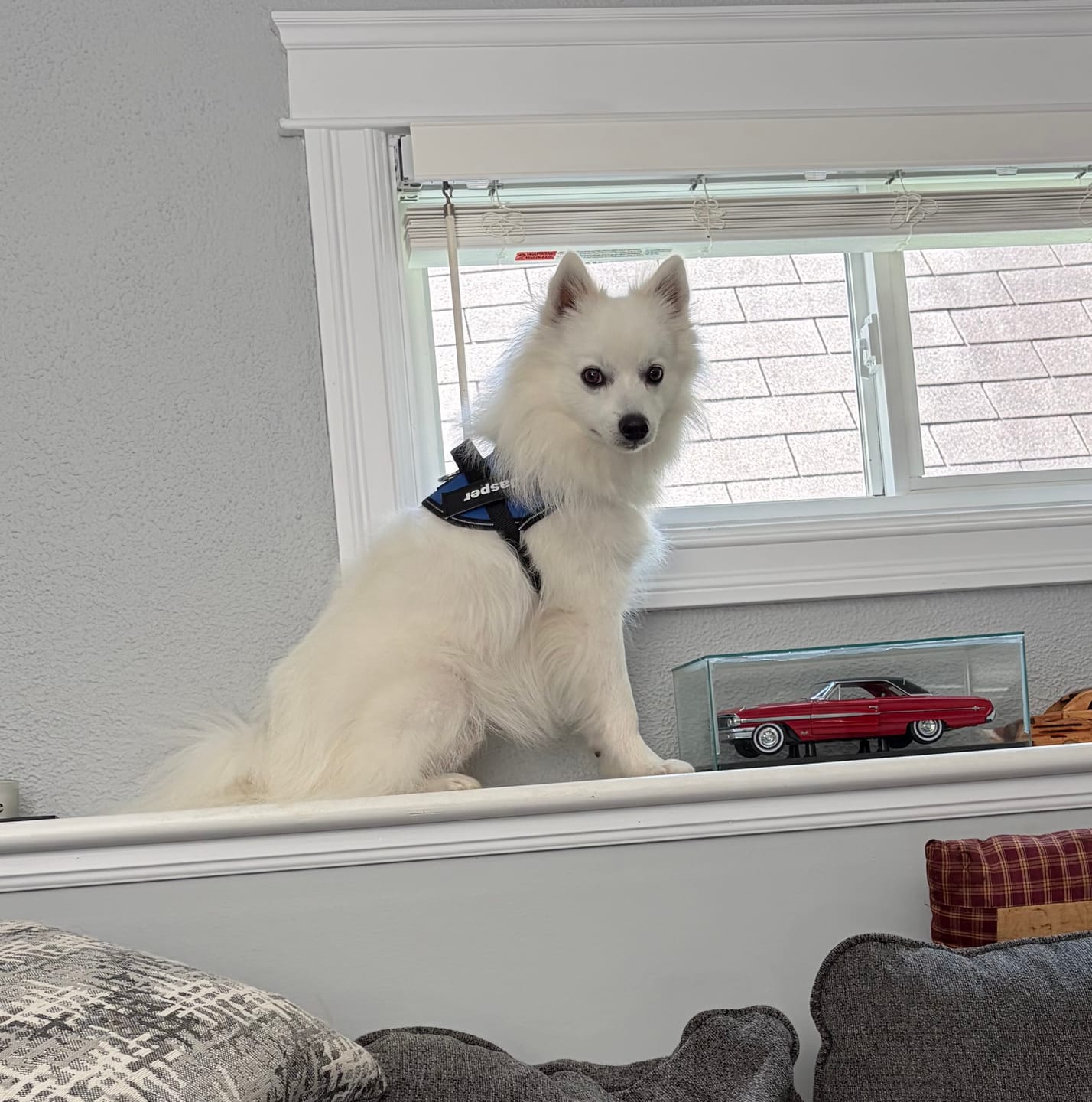 Customer photo review of SCOBYDOG No Pull Harness