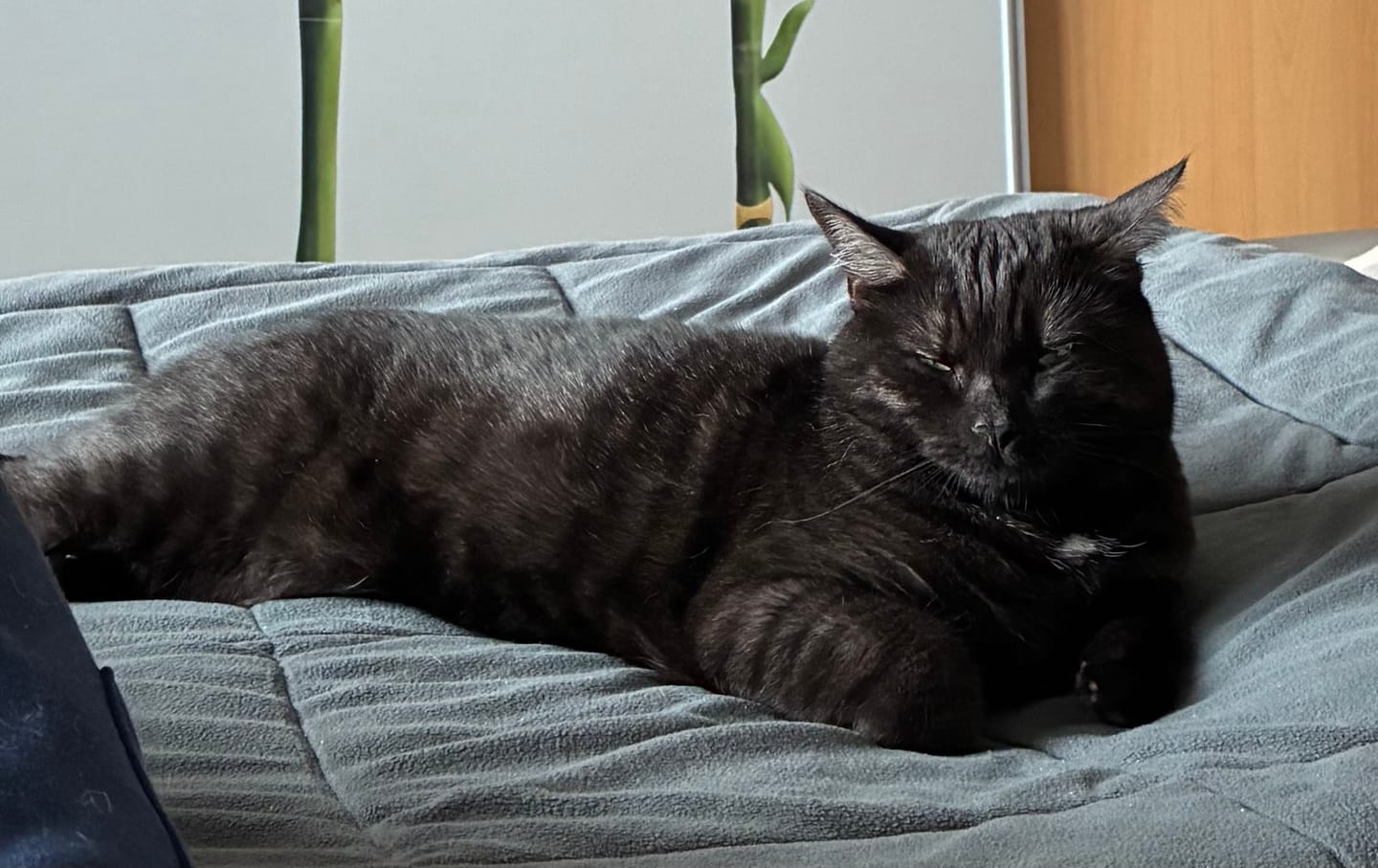 Customer photo review of Naturreines Katzenstreu